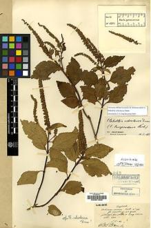 Type specimen at Edinburgh (E). Maire, Edouard-Ernest: . Barcode: E00201665.