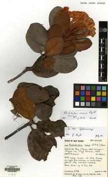 Type specimen at Edinburgh (E). Reeve, Tom: 6772. Barcode: E00202325.