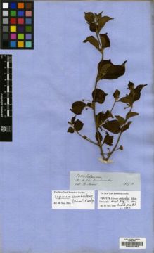 Type specimen at Edinburgh (E). Spruce, Richard: 5050. Barcode: E00202462.