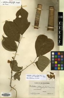 Type specimen at Edinburgh (E). Weber, Charles: 1123. Barcode: E00202496.