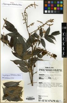 Type specimen at Edinburgh (E). Streimann, Heinar: 51730. Barcode: E00202541.