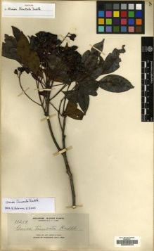 Type specimen at Edinburgh (E). Elmer, Adolph: 11219. Barcode: E00202549.