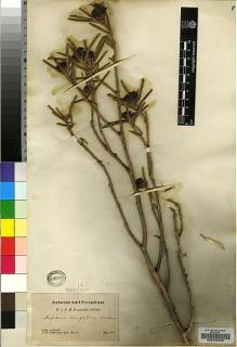 Type specimen at Edinburgh (E). Przewalski, Nikolai: . Barcode: E00202620.