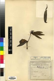 Type specimen at Edinburgh (E). Cavalerie, Pierre: 101. Barcode: E00202622.