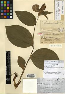 Type specimen at Edinburgh (E). Farges, Paul: 922. Barcode: E00202664.