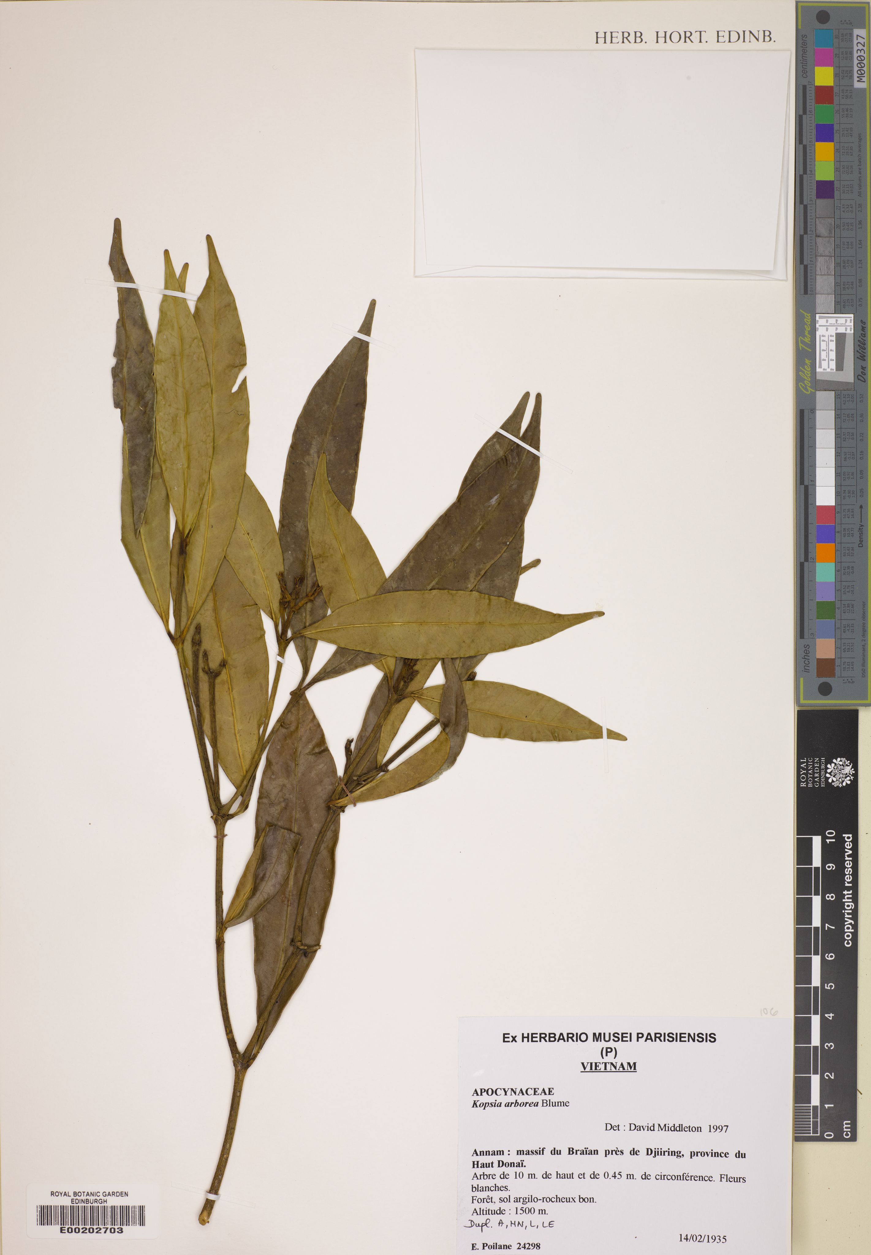 Kopsia arborea — ảnh 3