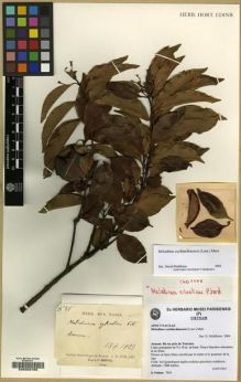 Type specimen at Edinburgh (E). Poilane, Eugene: 7131. Barcode: E00202706.