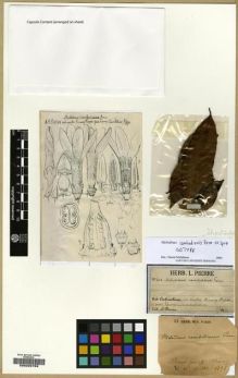 Type specimen at Edinburgh (E). Pierre, Jean: 611. Barcode: E00202709.