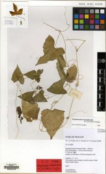 Type specimen at Edinburgh (E). De Wilde, W.; De Wilde-Duyfjes, Brigitta: 22289. Barcode: E00202746.