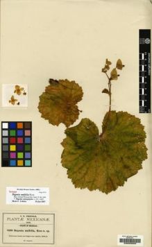Type specimen at Edinburgh (E). Pringle, Cyrus: 8690. Barcode: E00203322.