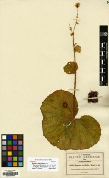 Type specimen at Edinburgh (E). Pringle, Cyrus: 8690. Barcode: E00203323.
