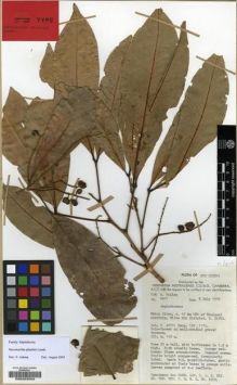 Type specimen at Edinburgh (E). Pullen, Royal: 8401. Barcode: E00203559.