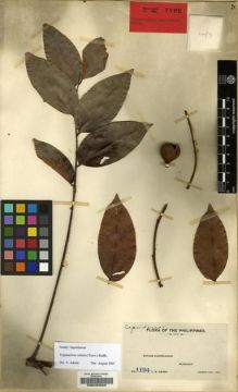 Type specimen at Edinburgh (E). Weber, Charles: 1194. Barcode: E00203562.