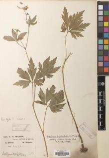 Type specimen at Edinburgh (E). Wilson, Ernest: 2496. Barcode: E00203835.