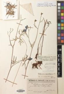 Type specimen at Edinburgh (E). Ducloux, Francois: 596. Barcode: E00203839.
