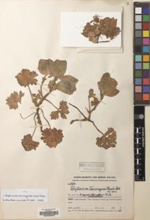 Type specimen at Edinburgh (E). Handel-Mazzetti, Heinrich: 7934. Barcode: E00203843.