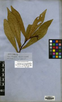 Type specimen at Edinburgh (E). Spruce, Richard: 4051. Barcode: E00205018.