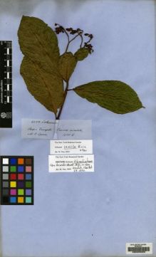 Type specimen at Edinburgh (E). Spruce, Richard: 4250. Barcode: E00205023.