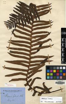 Type specimen at Edinburgh (E). Brown, Robert: 46. Barcode: E00205063.