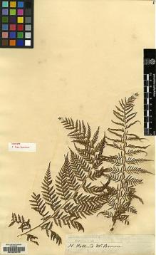 Type specimen at Edinburgh (E). Brown, Robert: . Barcode: E00205069.
