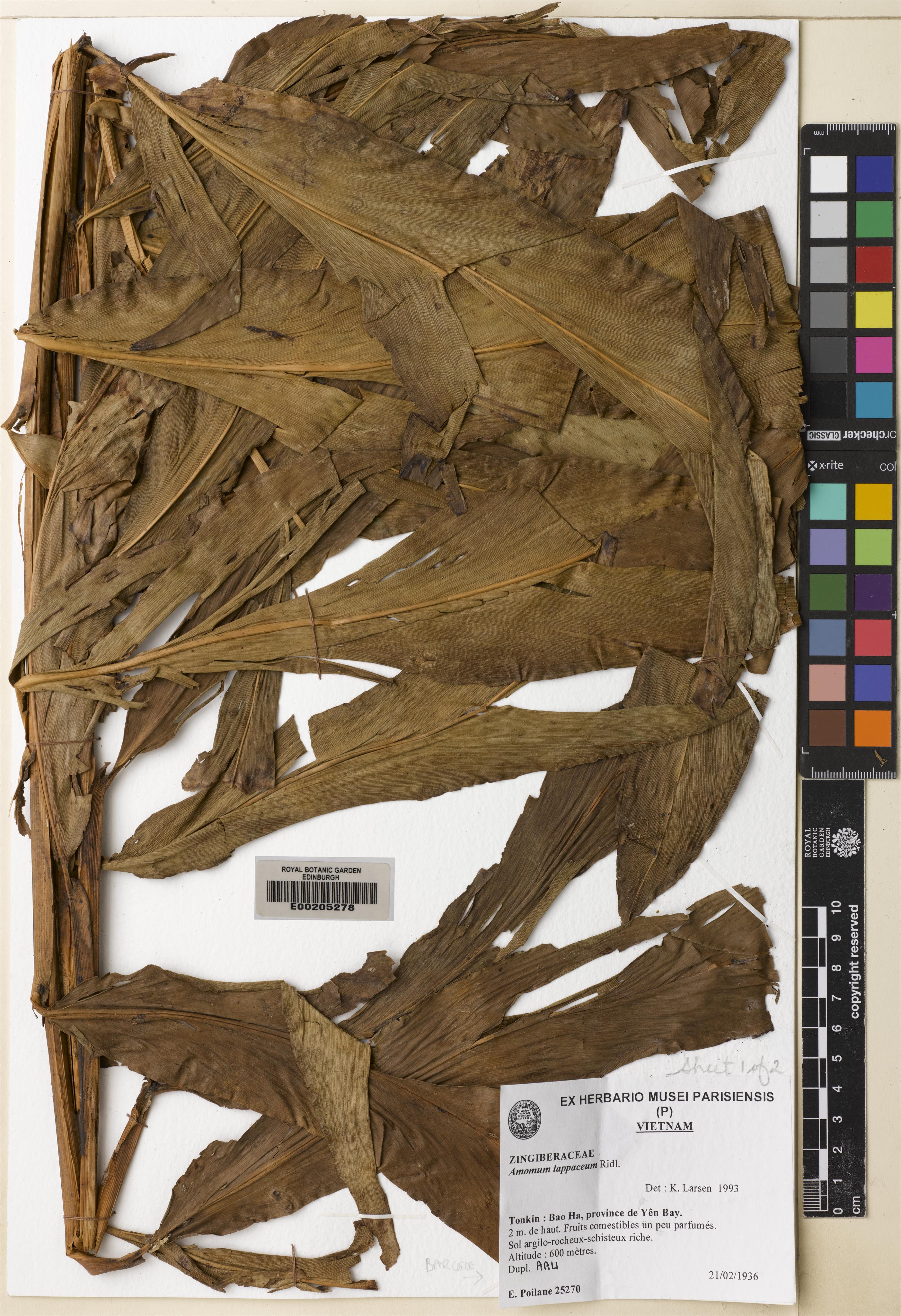 Meistera lappacea — ảnh 2