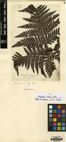 Type specimen at Edinburgh (E). Brown, Robert: . Barcode: E00205480.