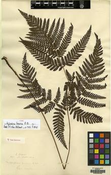 Type specimen at Edinburgh (E). Brown, Robert: . Barcode: E00205482.