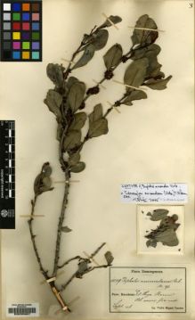 Type specimen at Edinburgh (E). Fuertes, Miguel: 1039. Barcode: E00205607.