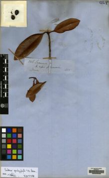 Type specimen at Edinburgh (E). Spruce, Richard: 3836. Barcode: E00205608.
