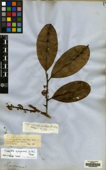 Type specimen at Edinburgh (E). Spruce, Richard: 1530. Barcode: E00205609.