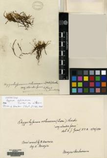 Type specimen at Edinburgh (E). Menzies Herbarium (MENH): . Barcode: E00205925.
