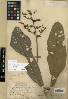 Type specimen at Edinburgh (E). Dr G. King's Collector: 7104. Barcode: E00206074.
