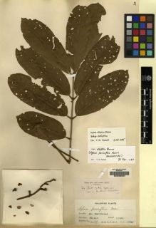 Type specimen at Edinburgh (E). Elmer, Adolph: 6699. Barcode: E00206087.