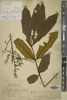 Type specimen at Edinburgh (E). Dr G. King's Collector: 10877. Barcode: E00206330.
