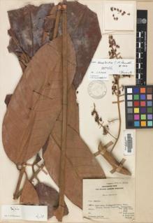 Type specimen at Edinburgh (E). : 39933. Barcode: E00206346.