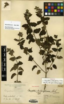 Type specimen at Edinburgh (E). Kingdon-Ward, Francis: 1048. Barcode: E00206675.