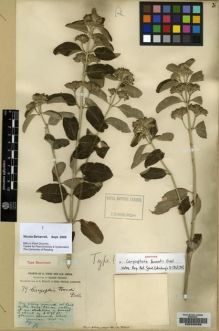 Type specimen at Edinburgh (E). Forrest, George: 79. Barcode: E00206688.