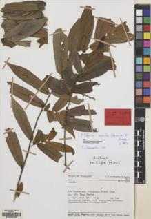 Type specimen at Edinburgh (E). Van Beusekom, C.F. & Santisuk, T.: 2807. Barcode: E00206705.