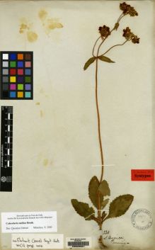 Type specimen at Edinburgh (E). Cuming, Hugh: 530. Barcode: E00206901.