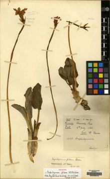 Type specimen at Edinburgh (E). Farrer, Reginald: 1699. Barcode: E00206919.