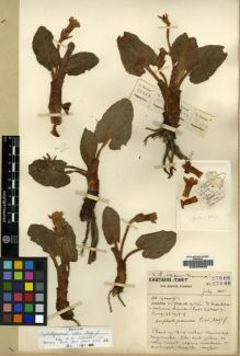 Type specimen at Edinburgh (E). Forrest, George: 27009. Barcode: E00206930.