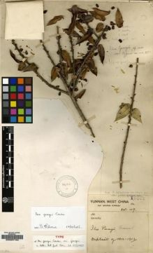 Type specimen at Edinburgh (E). Forrest, George: 16061. Barcode: E00207104.