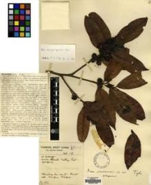 Type specimen at Edinburgh (E). Forrest, George: 15947. Barcode: E00207105.