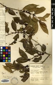 Type specimen at Edinburgh (E). Forrest, George: 15047. Barcode: E00207110.