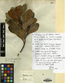 Type specimen at Edinburgh (E). Beechey's Voyage [Collectors: Lay & Collie]: . Barcode: E00207247.