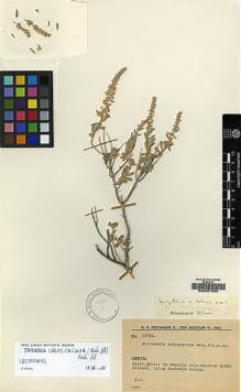 Type specimen at Edinburgh (E). Rechinger, Karl: 12734. Barcode: E00207260.