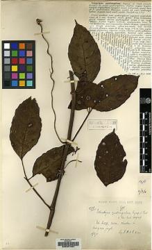 Type specimen at Edinburgh (E). Kerr, Arthur: 1378. Barcode: E00207497.