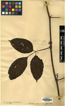 Type specimen at Edinburgh (E). Kerr, Arthur: 1378. Barcode: E00207498.