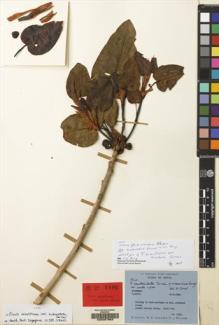 Type specimen at Edinburgh (E). Polunin, Oleg; Sykes, William; Williams, Leonard: 4145. Barcode: E00207963.