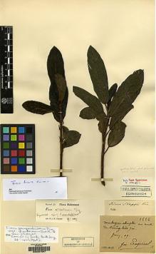Type specimen at Edinburgh (E). Esquirol, Joseph: 1556. Barcode: E00207967.